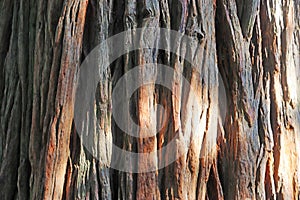 Red cedar bark, full frame