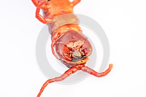 close up red centipede isolated white background