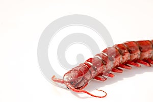 close up red centipede isolated white background