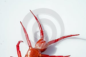 close up red centipede isolated white background
