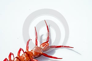 close up red centipede isolated white background