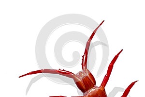 close up red centipede isolated white background