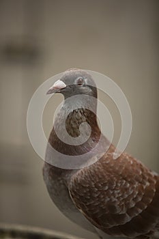 Close up red check color  homing pigeon in home loft