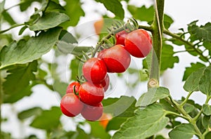 Close up of red cherry
