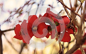 Close up red cherry blossom bunch with tree branch background. S