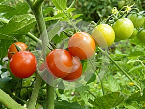 Close Up or Red Cherry Tomato Fruits on the Plant