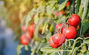 Close up red cherry tomato growing in field plant agriculture farm