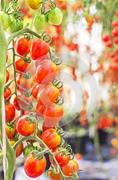 Close up red cherry tomatoes growing in organic farm
