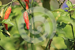 Close-up of red chili in the vegetable garden.