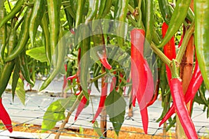 Close up of red chilli pepper growing in the vegetable garden