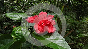 Close up of a red Chinese hibiscus double flower