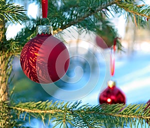 Close-up of red Christmas Baubles Balls hanging on pine tree branches