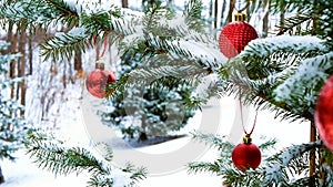 Close-up of red Christmas Baubles Balls hanging on snow covered pine tree branches.