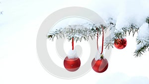 Close-up of red Christmas Baubles Balls hanging on snow covered pine tree branches.