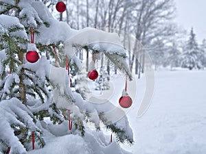 Close-up of red Christmas Baubles Balls hanging on snow covered pine tree branches outside