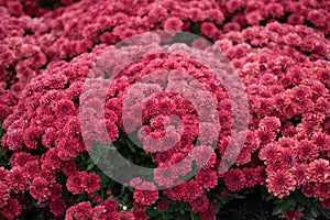 Close up of red chrysanthemums