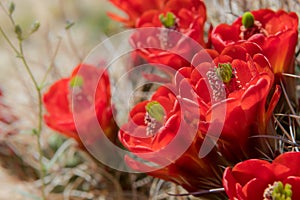Close Up of Red Claret Cup Cactus Flowers