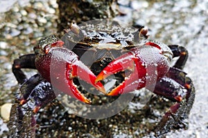CLOSE-UP OF RED CLAW CRAB