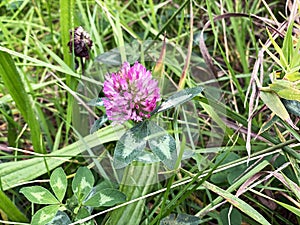 Close-up of red clover against green grass on a sunny day photo