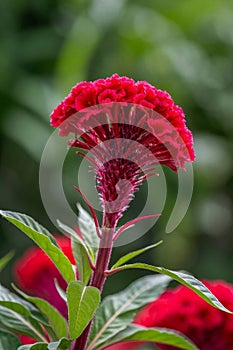 Close up of red cockscomb,Generative AI