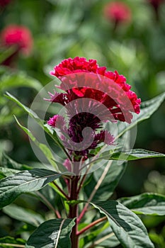 Close up of red cockscomb,Generative AI