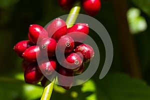 Close up of red coffee beans