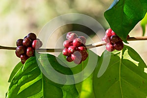 Close up of Red Coffee Beans on coffee tree branch.