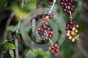 Close up red coffee cherry seed on tree branch
