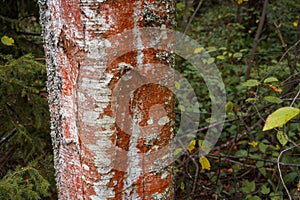 Close up of red color on Birch Tree Trunk photo