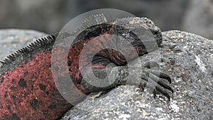 Close up of a red colored marine iguana at isla espanola in the galapagos photo
