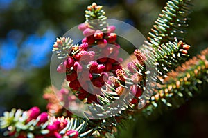 Close up of red cones on spanish fir tree branch