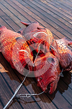 Close-up of red coral grouper on the deck.