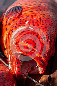 Close-up of red coral grouper on the deck.