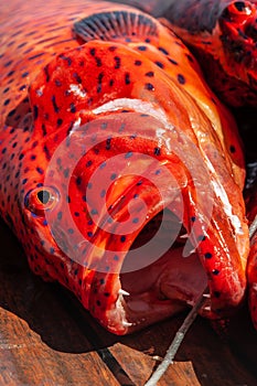 Close-up of red coral grouper on the deck.