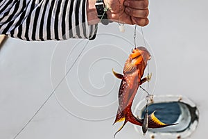 Close-up of red coral grouper in the hands of a fisherman.