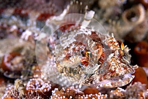 Close up of red coralline sculpin