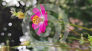 Close-up of red coreopsis or tickseed flower