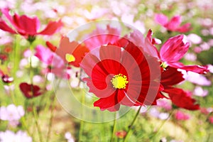 Close up red cosmos flower blooming in the garden backyard,beautiful flower for valentine festive