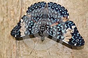 Close-up of a red cracker & x28;Hamadryas amphinome& x29; on a wooden background