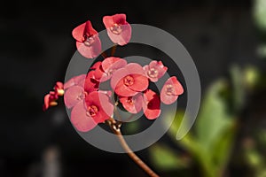 Close up of red Crown of thorns or Christ Thorn