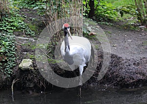 Red-crowned cran photo