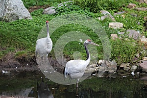 Red-crowned cran photo