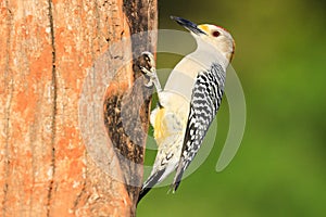 Close-up of red crowned woodpecker