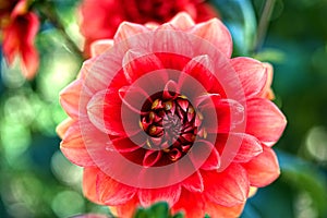 Close-up of red dahlia