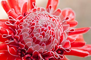 Close up Red Dahlia Flower