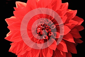 Close up of red dahlia flower on black background