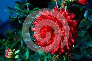 Close up red dahlia flower growing outdoors