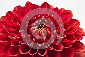 Close up of red dahlia flower isolated on white background