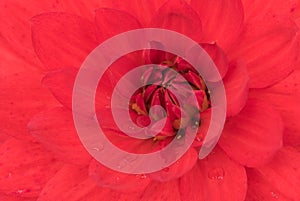 Close up of a red Dahlia Rose.