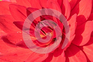Close up of a red dahlia Rose.